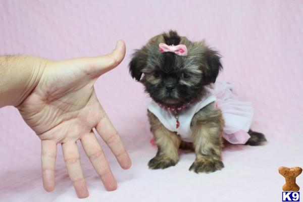 lvpuppyheaven Picture 1